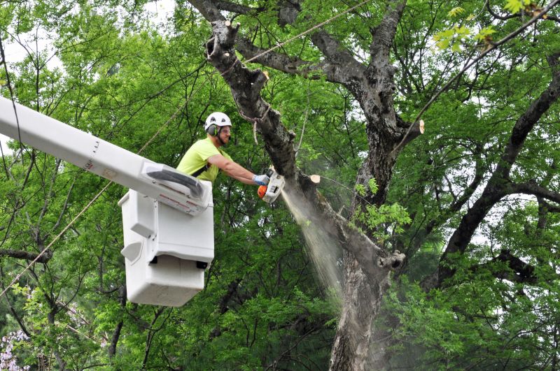 Emergency Tree Removal
