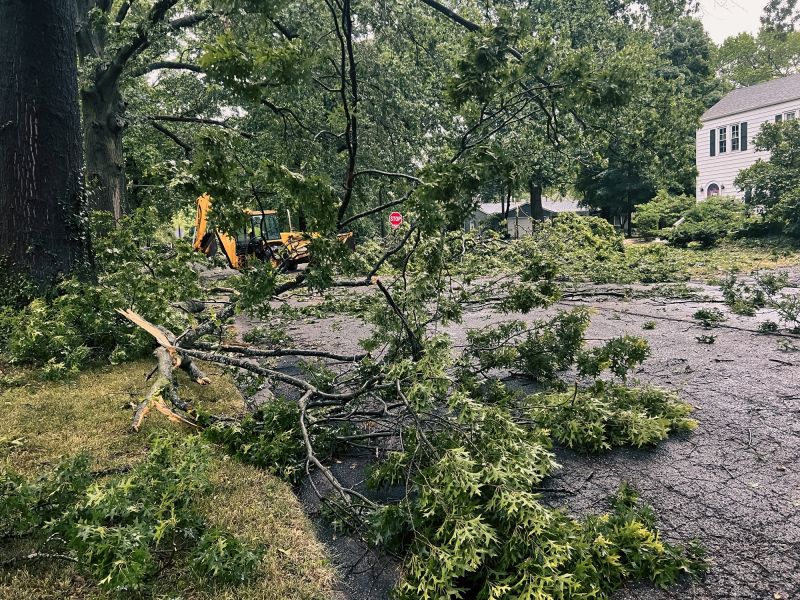 Storm-Damaged Tree Debris