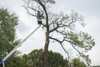 Products For Tree Removals in use