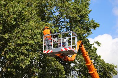 Spring Tree Removals