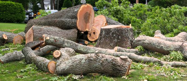 Large Tree Removal in Bellevue