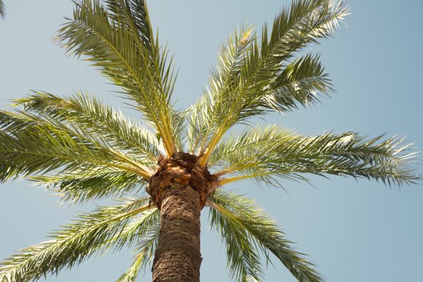 Palm Tree Removal in Bellevue