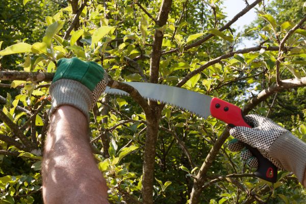 Small Tree Removal in Bellevue