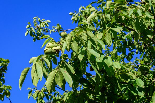 Walnut Tree Removal in Bellevue