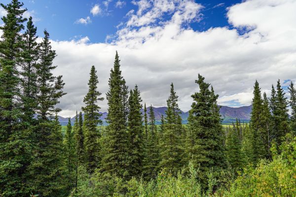 Spruce Tree Removal in Bellevue