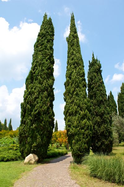 Cypress Tree Removal in Bellevue