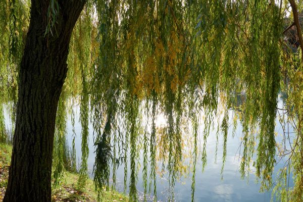 Willow Tree Removal in Bellevue