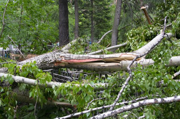 Birch Tree Removal in Bellevue