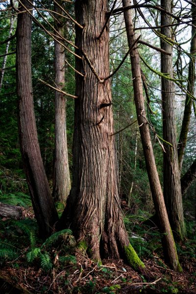Cedar Tree Removal in Bellevue