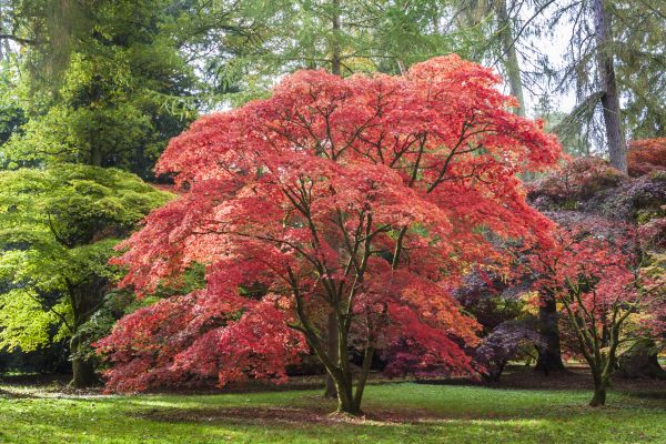 Maple Tree Removal in Bellevue