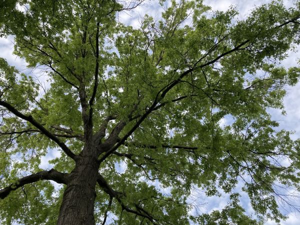 Oak Tree Removal in Bellevue