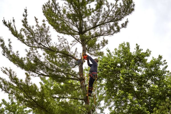 Pine Tree Removal in Bellevue