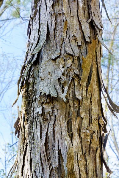 Hickory Tree Removal in Bellevue