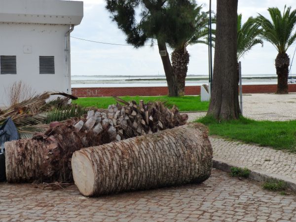 Palm Trees Removal in Bellevue
