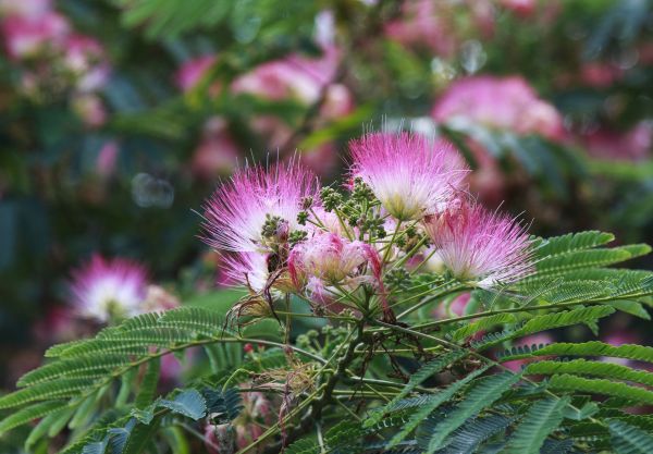 Mimosa Tree Removal in Bellevue