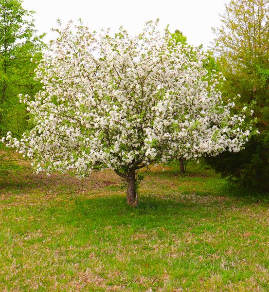 Dogwood Tree Removal in Bellevue