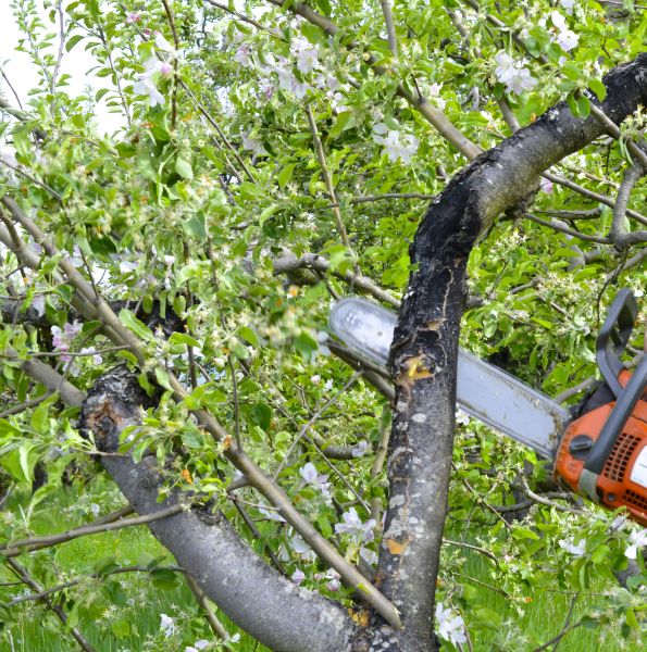 Apple Tree Removal in Bellevue