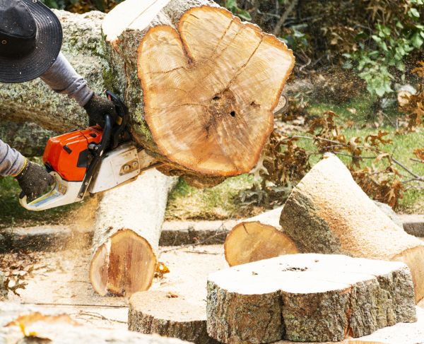 Tree Removal Service in Bellevue