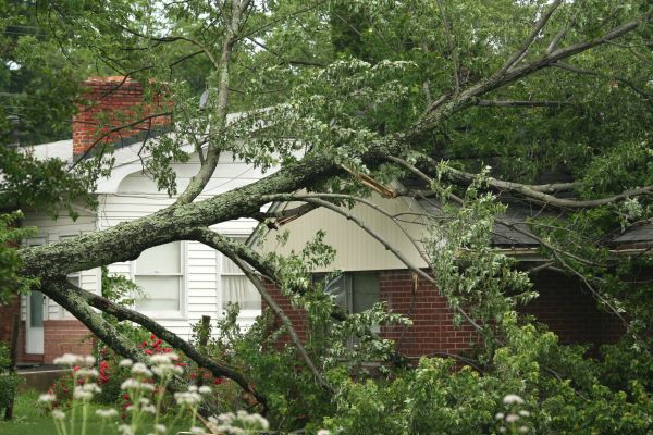 Emergency Tree Removal in Bellevue