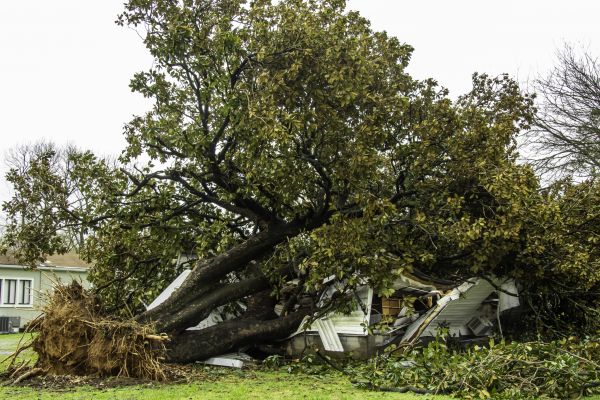 Fallen Tree Removal in Bellevue