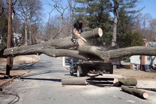 Residential Tree Removal in Bellevue