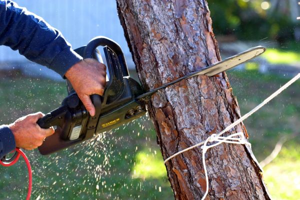 Dead Tree Removal in Bellevue